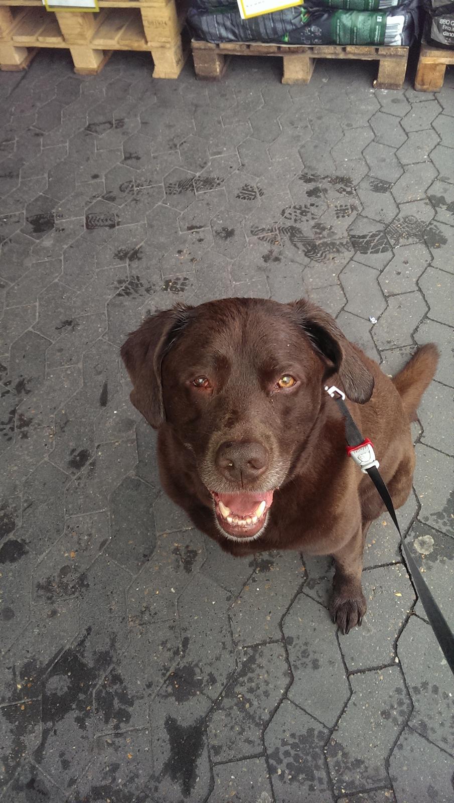 Labrador retriever Bobo (3/8/2009-27/5/2018) billede 2