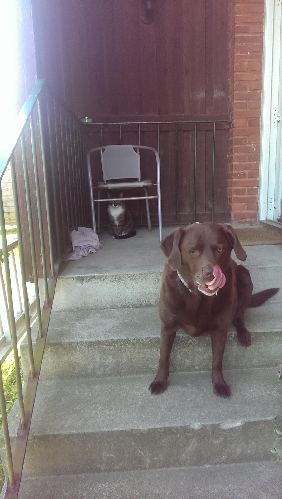 Labrador retriever Bobo (3/8/2009-27/5/2018) billede 6