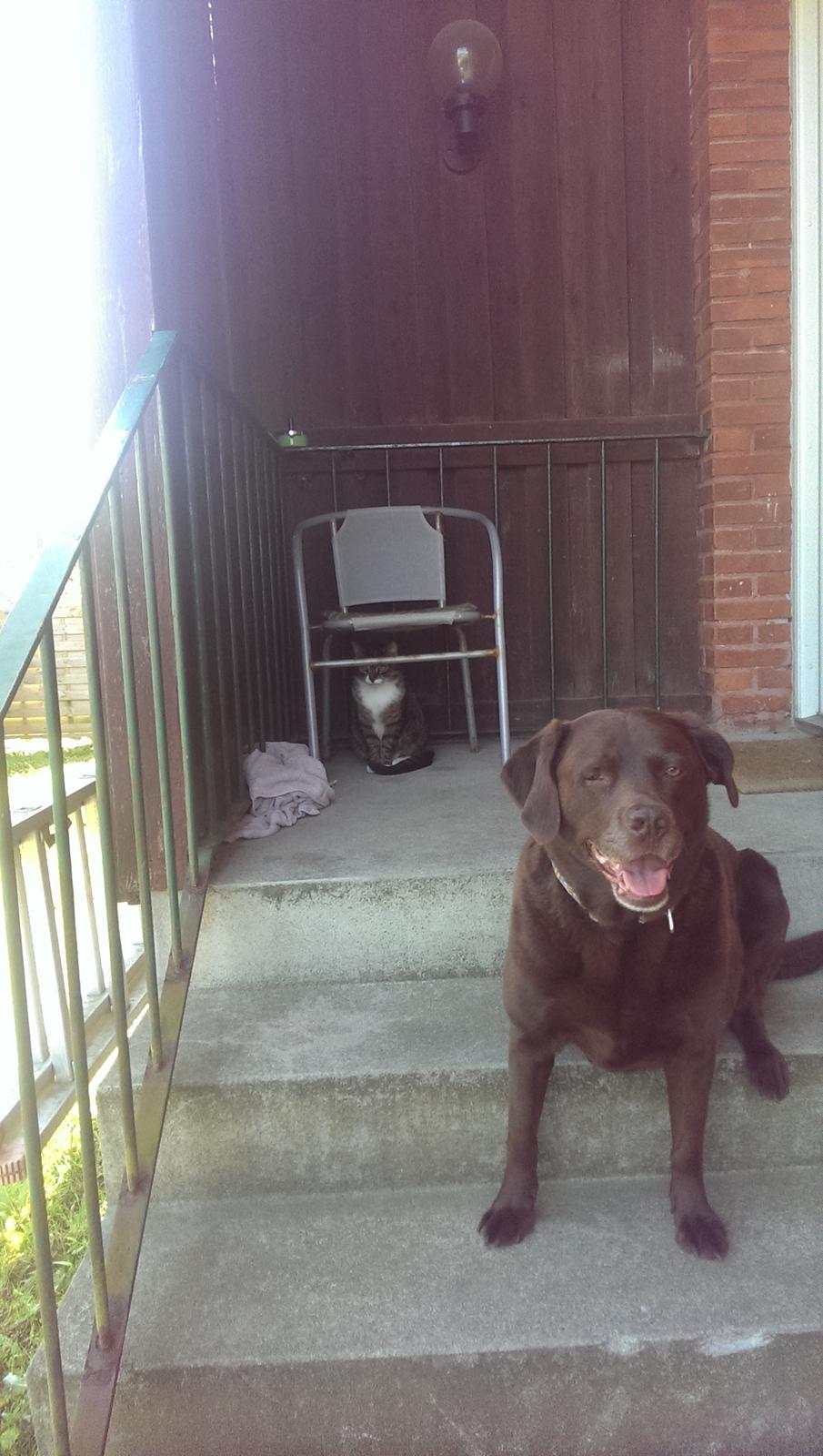 Labrador retriever Bobo (3/8/2009-27/5/2018) billede 3