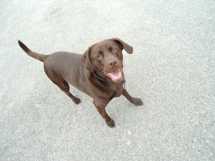 Labrador retriever Bobo (3/8/2009-27/5/2018) billede 5