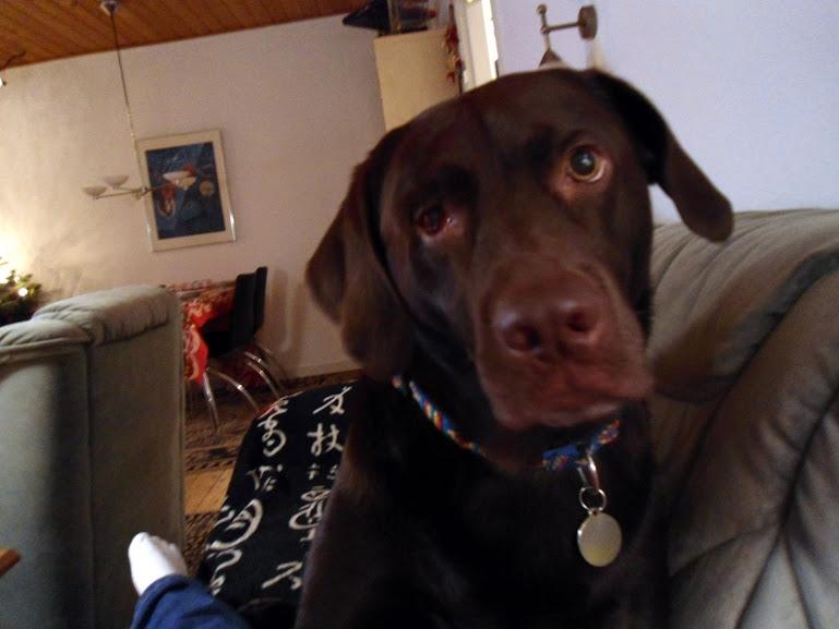 Labrador retriever Bobo (3/8/2009-27/5/2018) billede 16