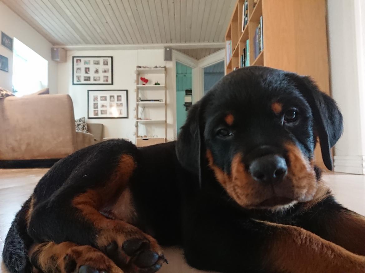 Rottweiler Storm billede 2