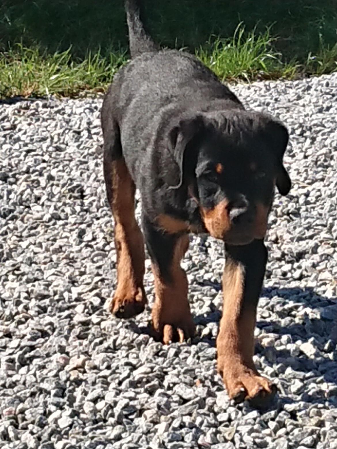 Rottweiler Storm billede 5