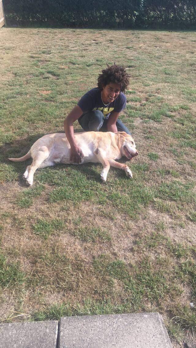 Labrador retriever Sebastian "RIP" 2006-2019 billede 13