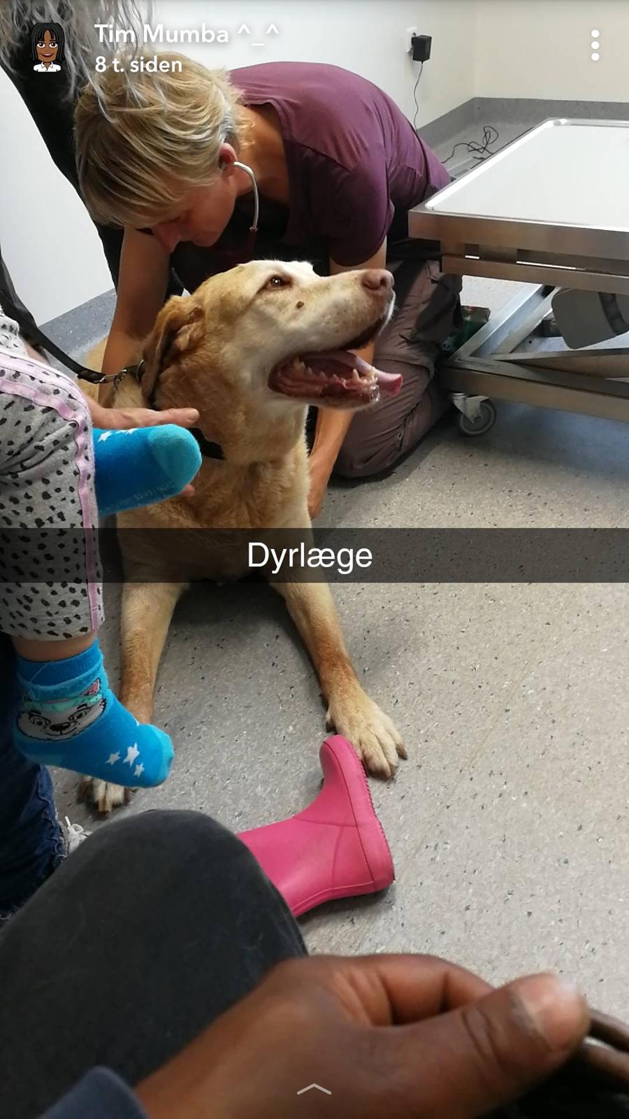 Labrador retriever Sebastian "RIP" 2006-2019 billede 12