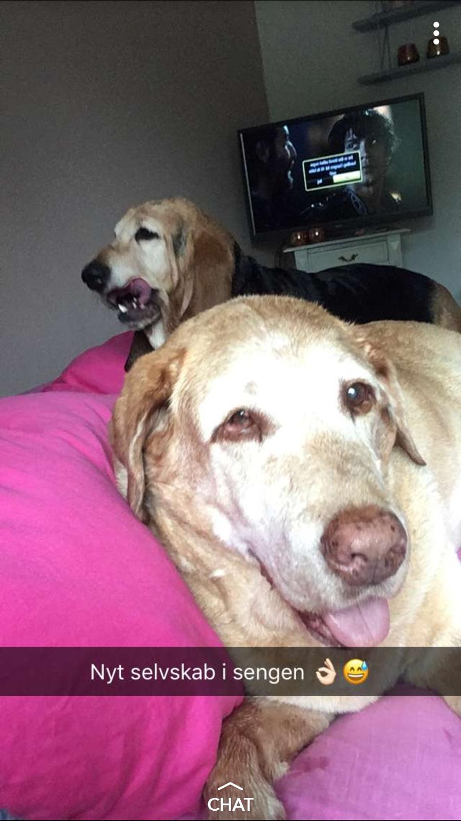 Labrador retriever Sebastian "RIP" 2006-2019 billede 15