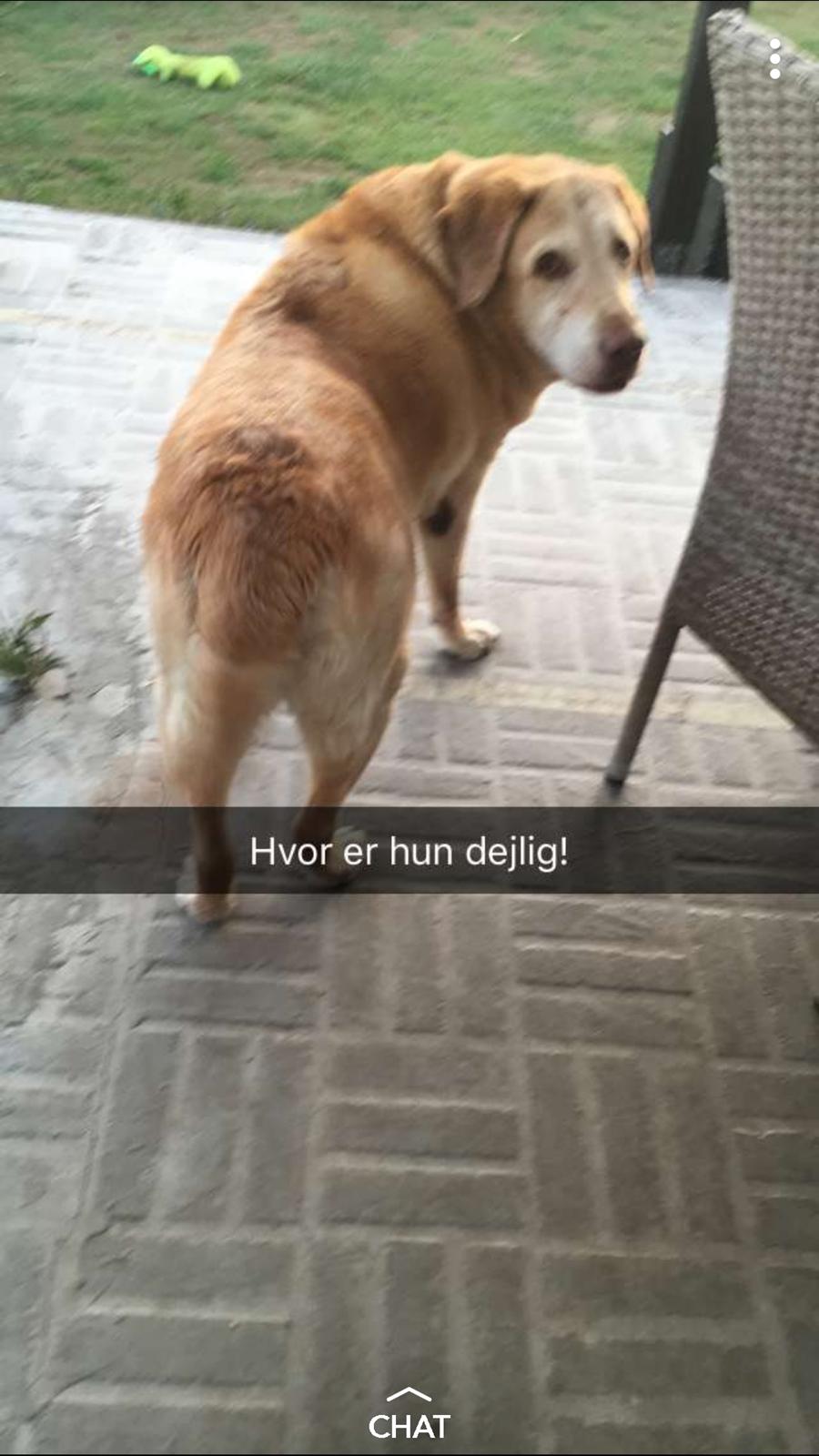 Labrador retriever Sebastian "RIP" 2006-2019 billede 14