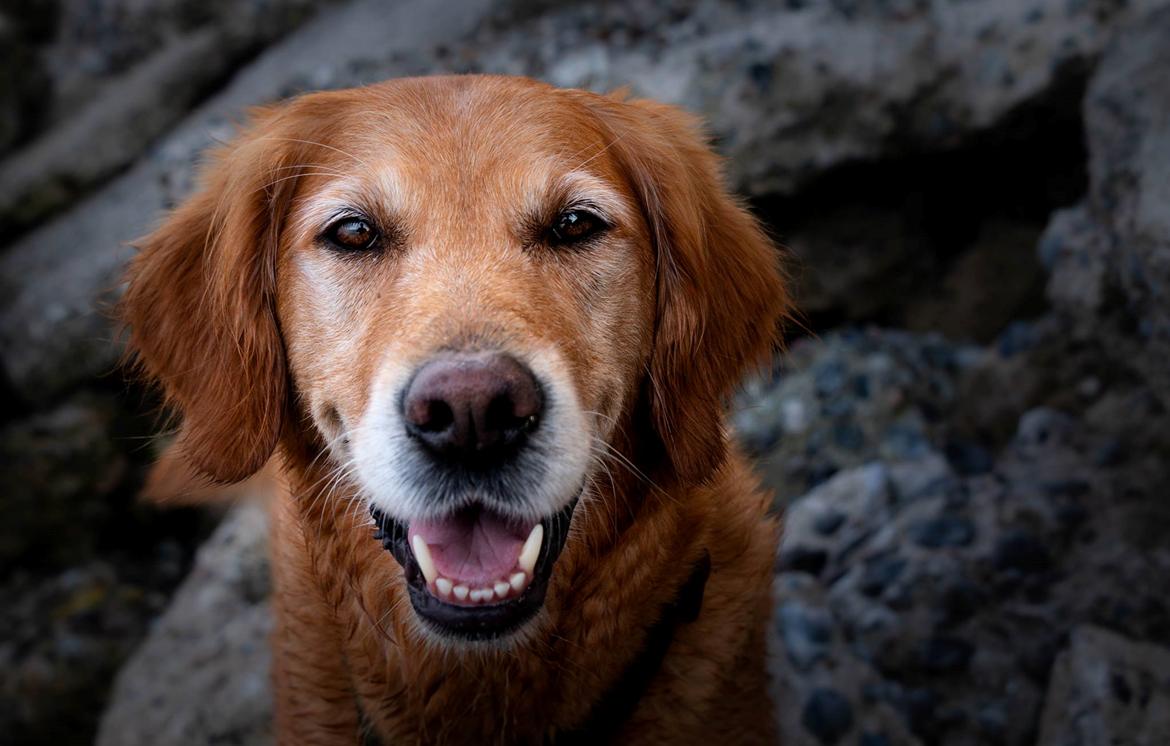 Golden retriever Gia's Golden Chanel - August 2018 billede 1