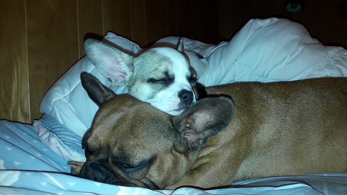 Fransk bulldog Hippo billede 14