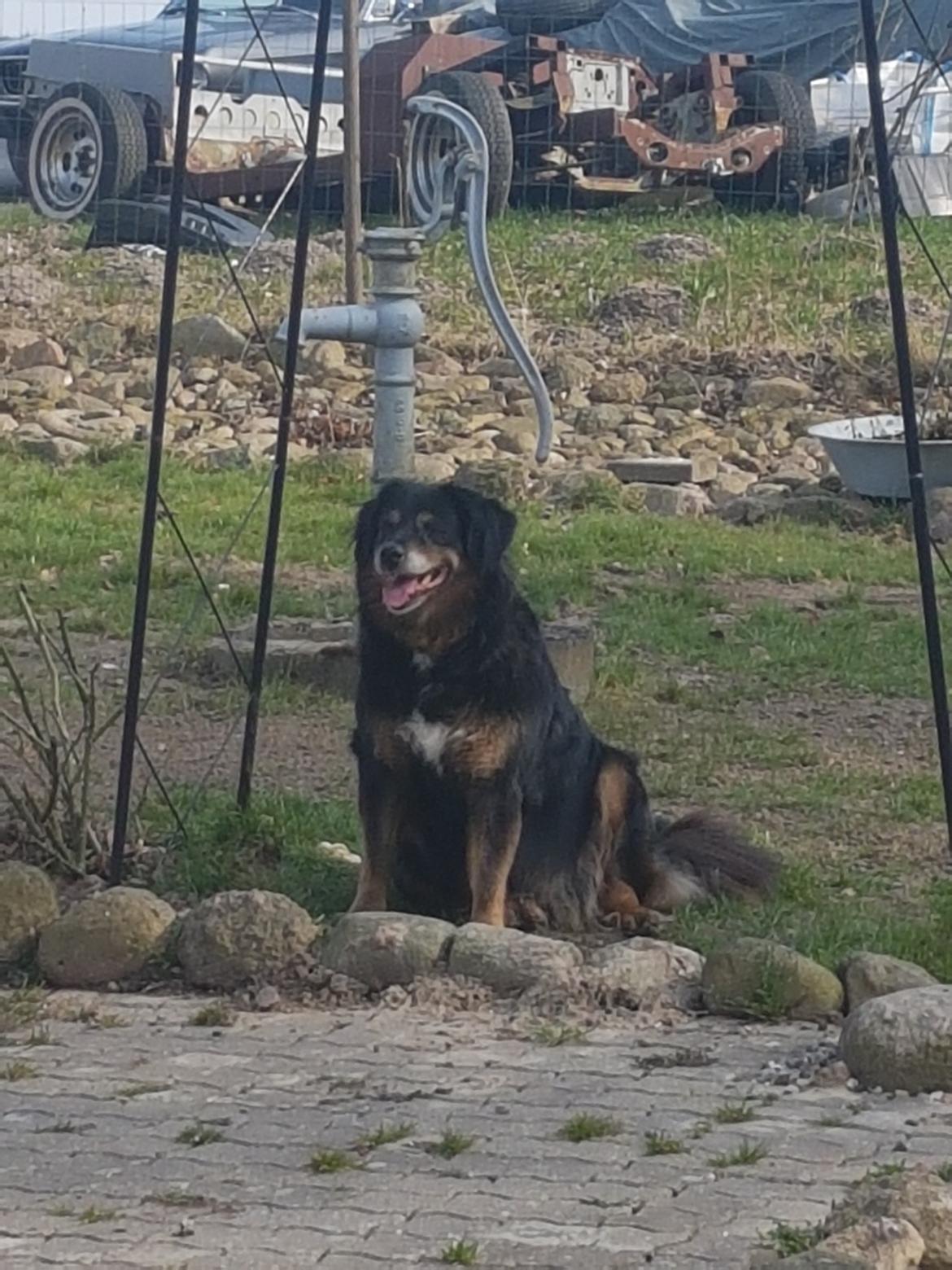 Blanding af racer Nanna billede 1