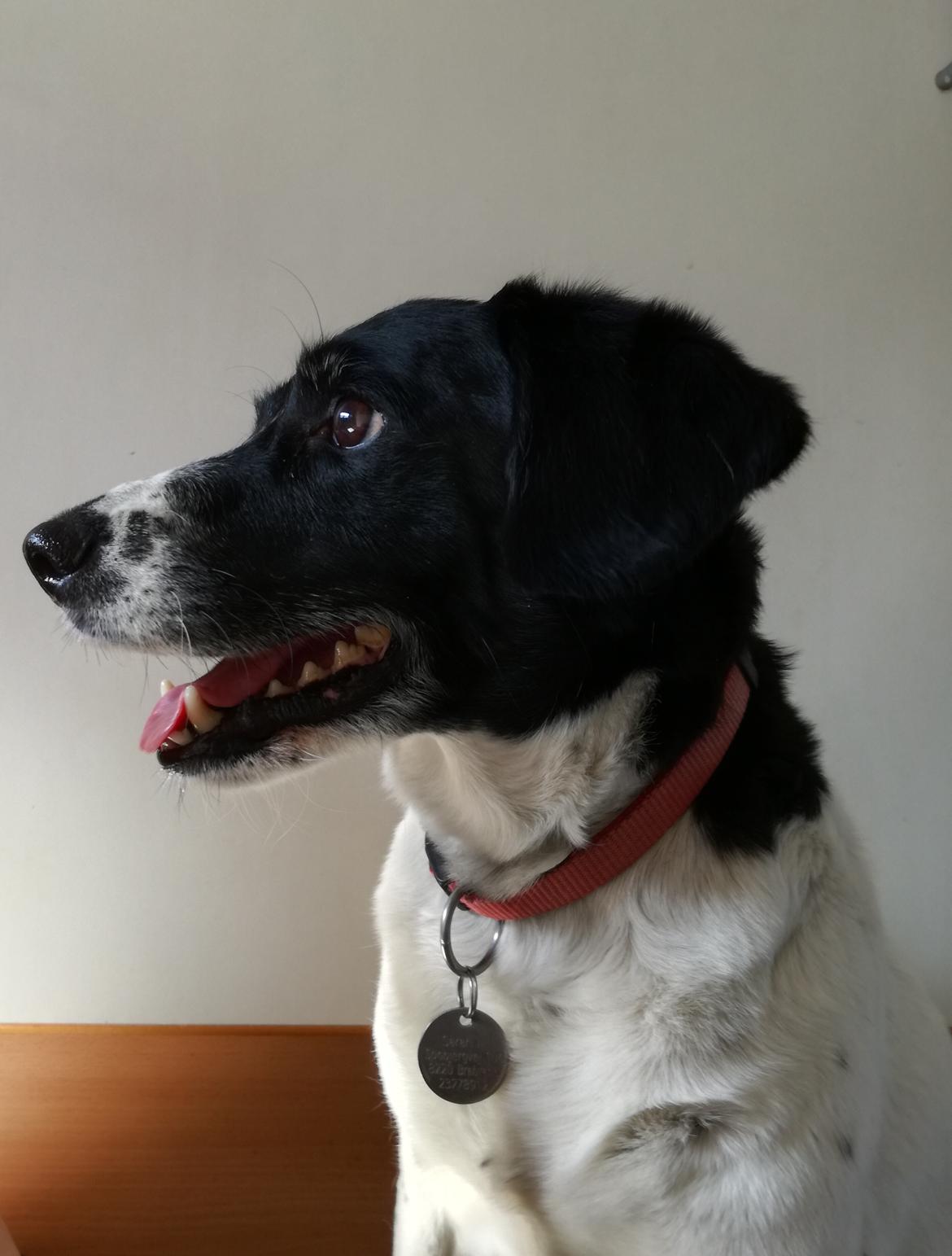 Dansk svensk gaardhund Emma billede 1