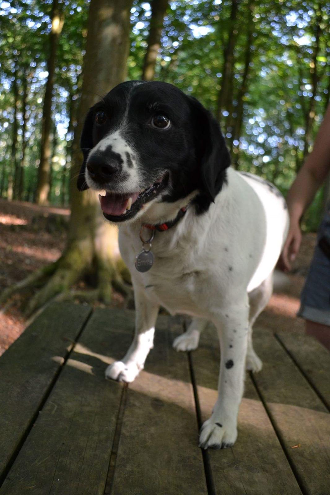 Dansk svensk gaardhund Emma billede 4