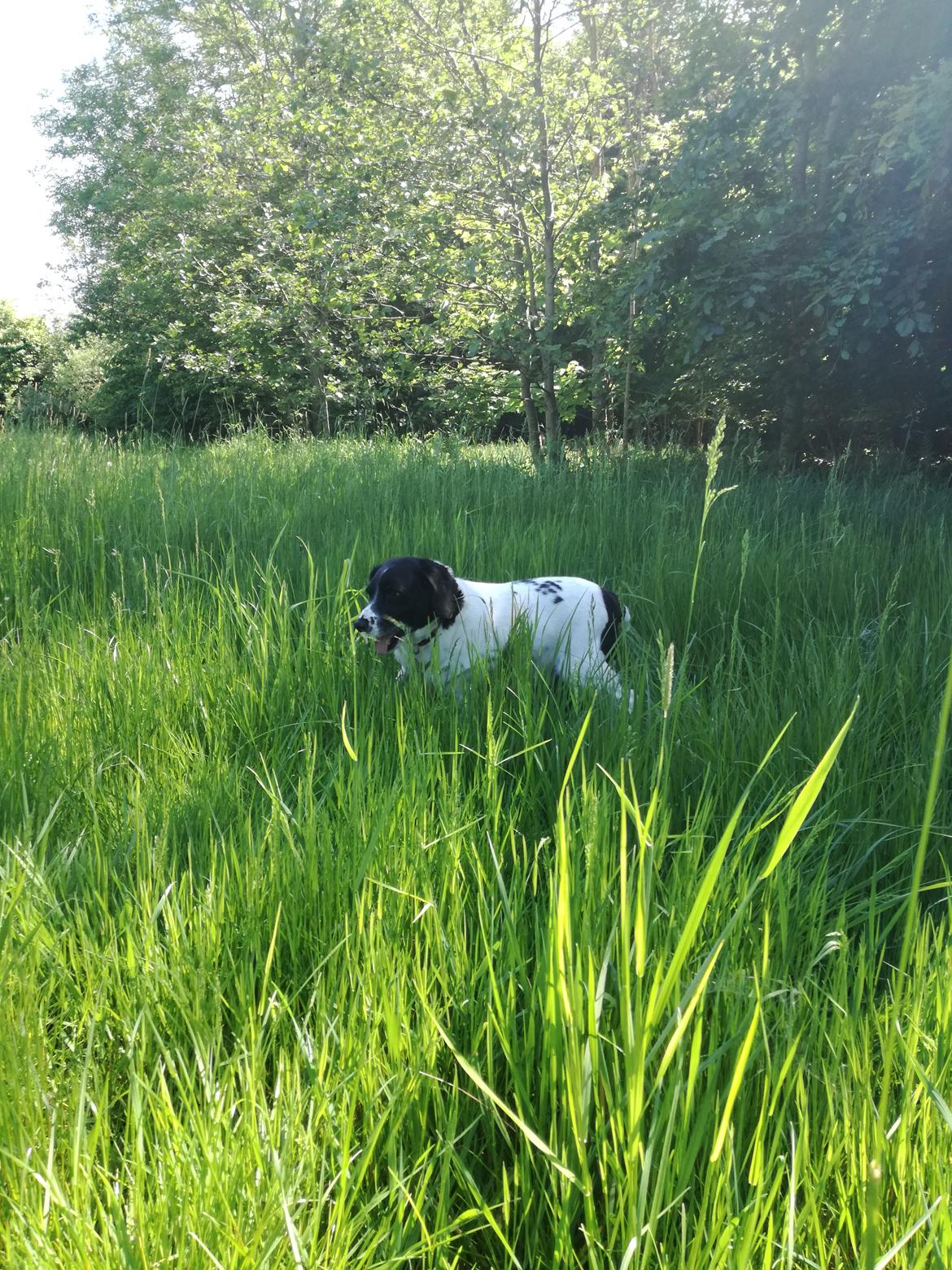 Dansk svensk gaardhund Emma billede 5