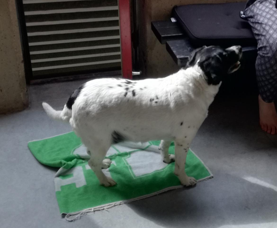 Dansk svensk gaardhund Emma billede 8