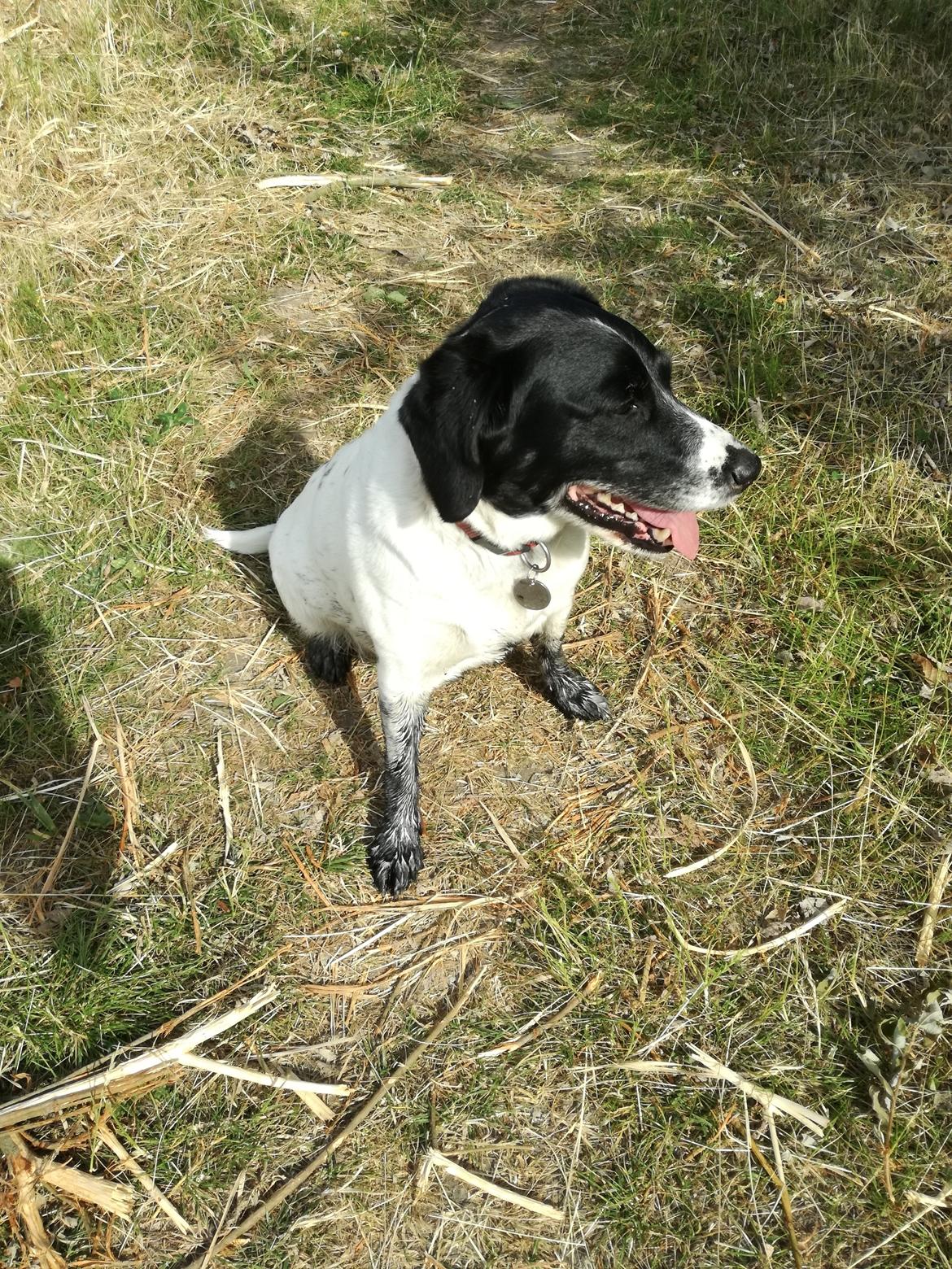 Dansk svensk gaardhund Emma billede 2