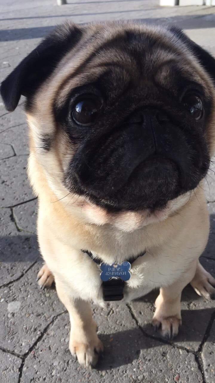 Mops Basically Jingles (Pjevs) billede 4