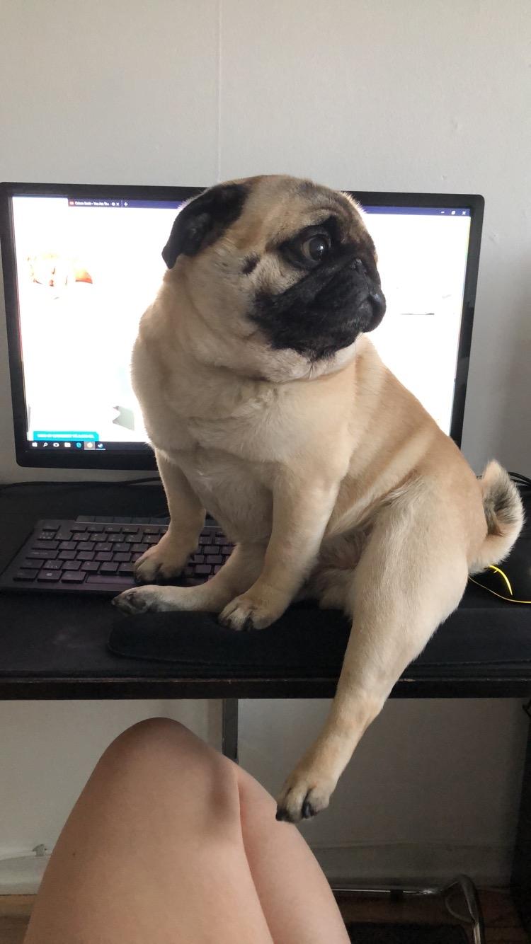 Mops Basically Jingles (Pjevs) billede 5