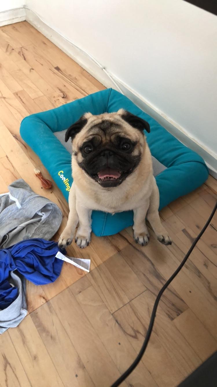 Mops Basically Jingles (Pjevs) billede 6