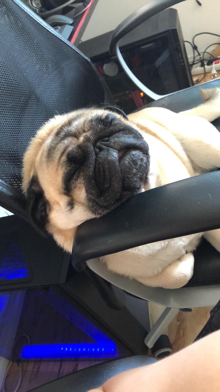 Mops Basically Jingles (Pjevs) billede 7