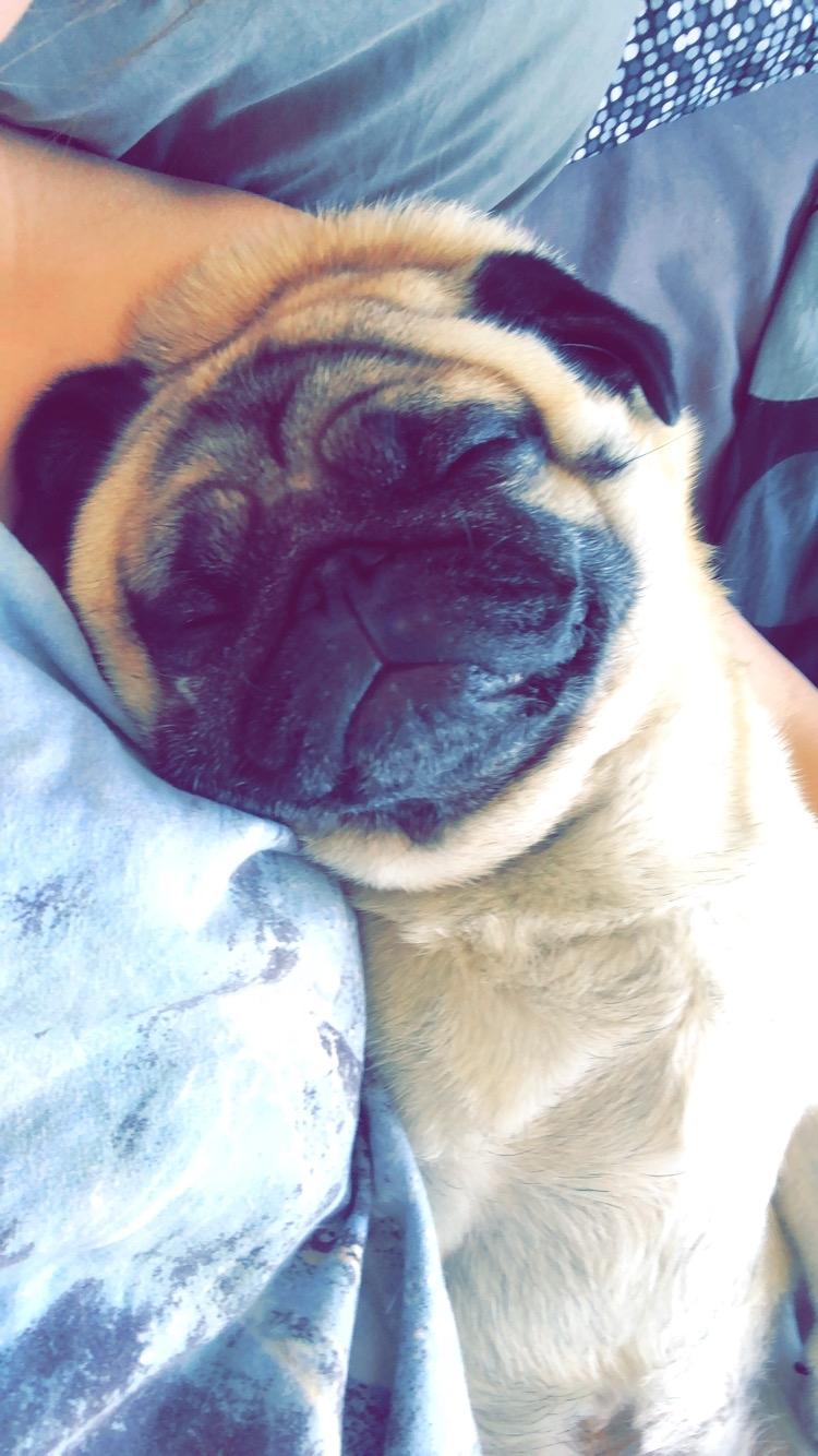 Mops Basically Jingles (Pjevs) billede 1