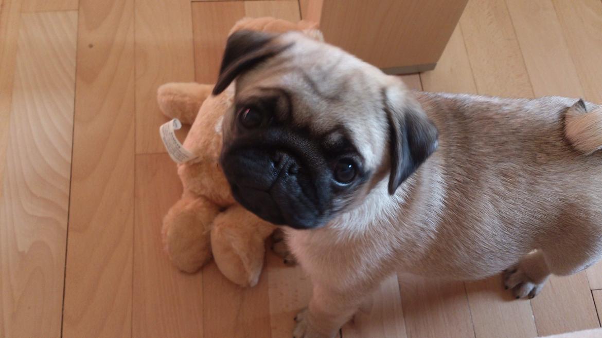 Mops Basically Jingles (Pjevs) billede 9