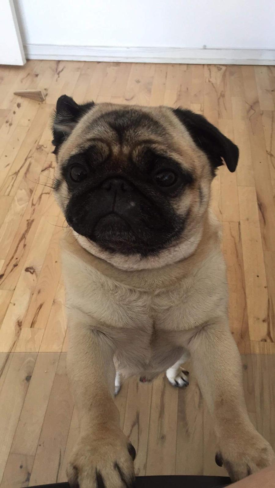 Mops Basically Jingles (Pjevs) billede 12