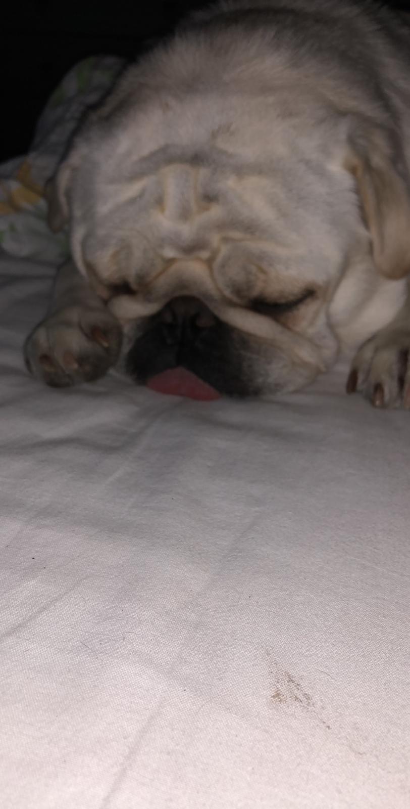 Mops Muggi billede 14