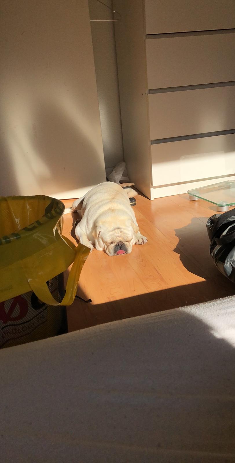 Mops Muggi billede 13