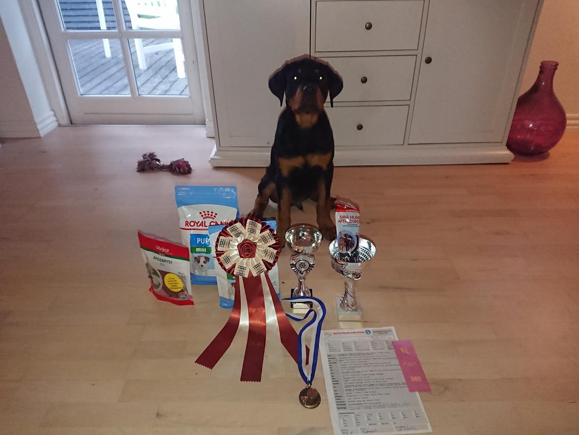 Rottweiler Storm - 1.plads babyklasse+SL efterfulgt af en 3.plads i BIS billede 8