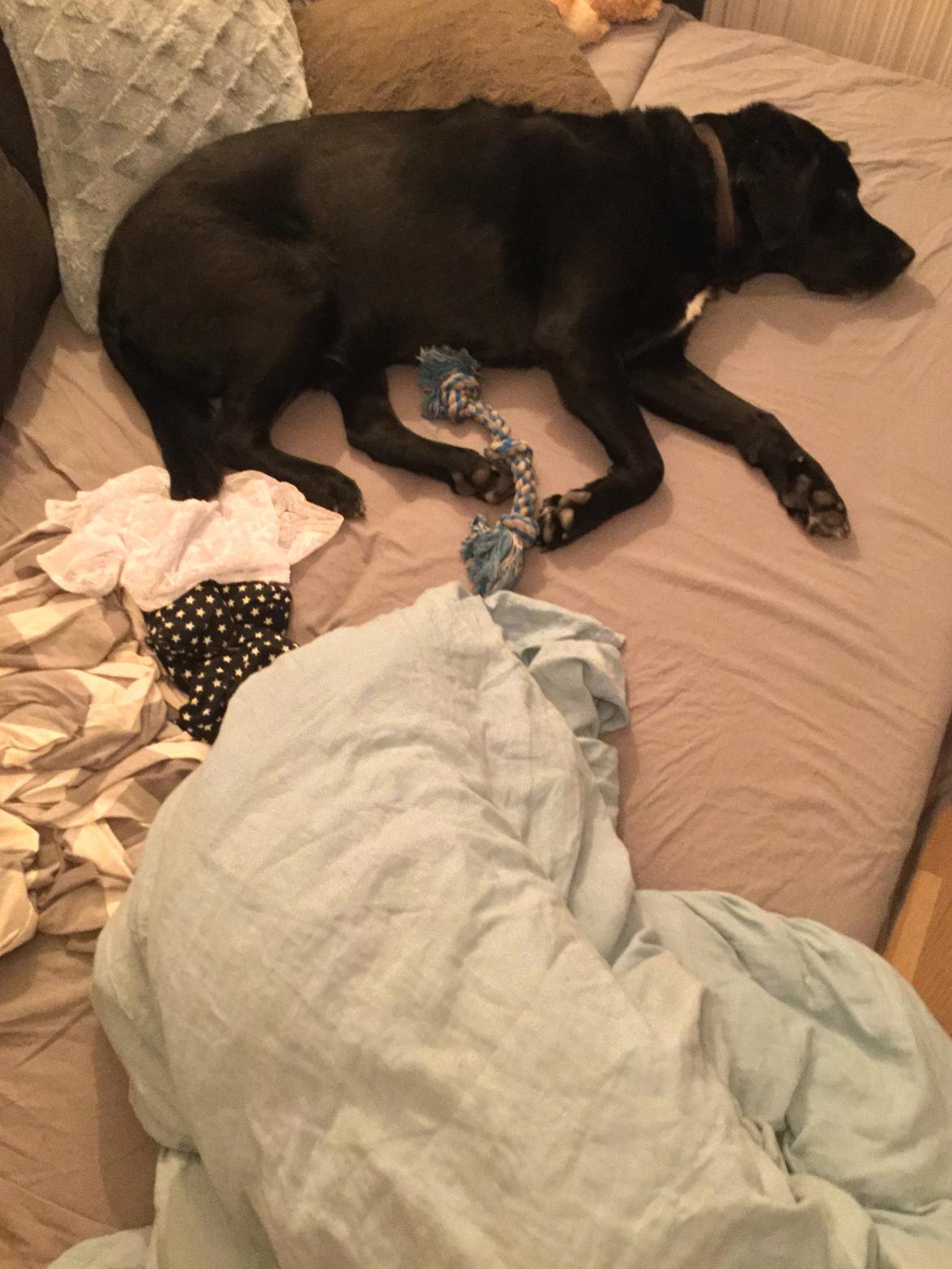 Labrador retriever Bimmer billede 12