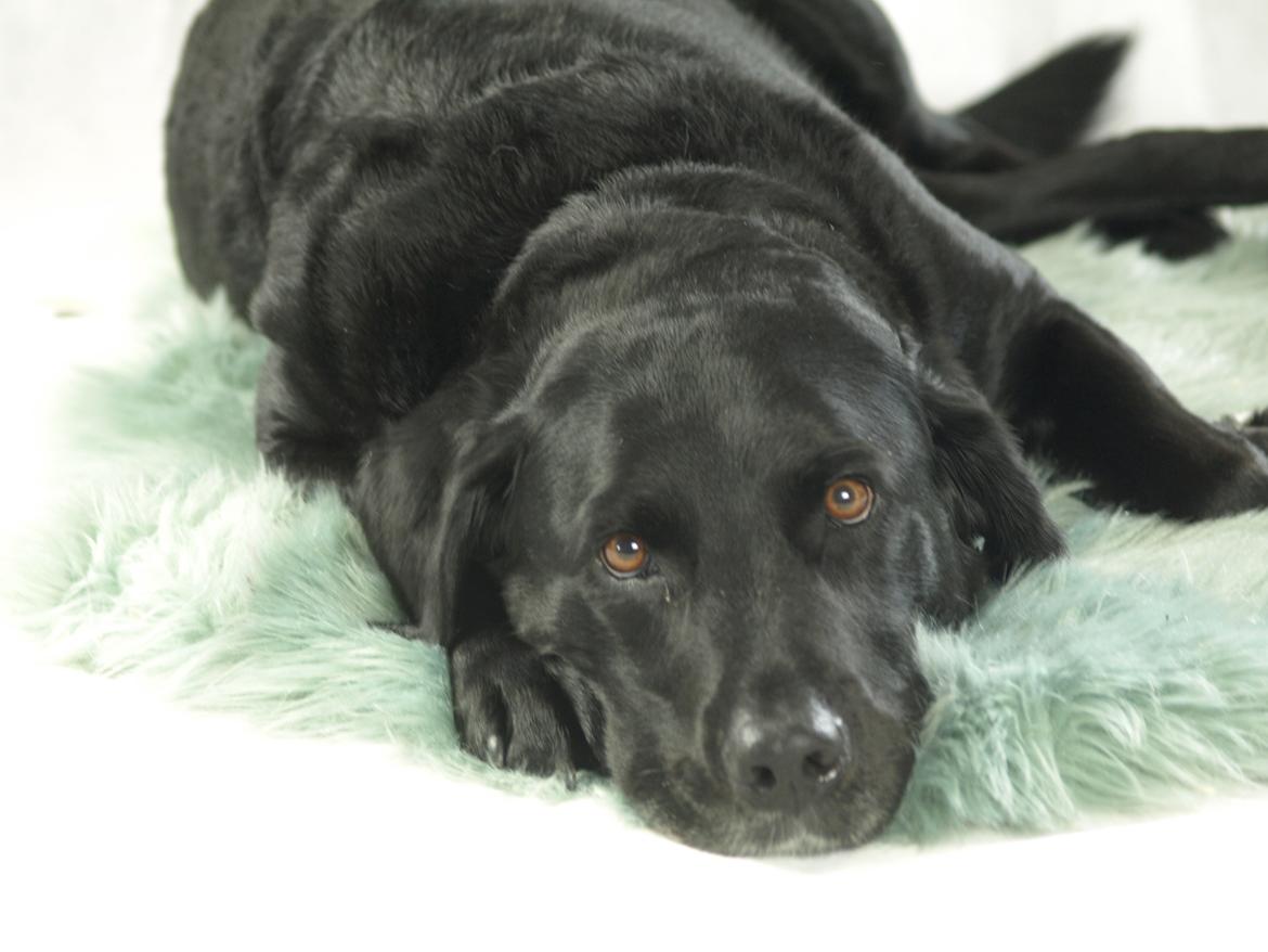 Labrador retriever Bimmer billede 14