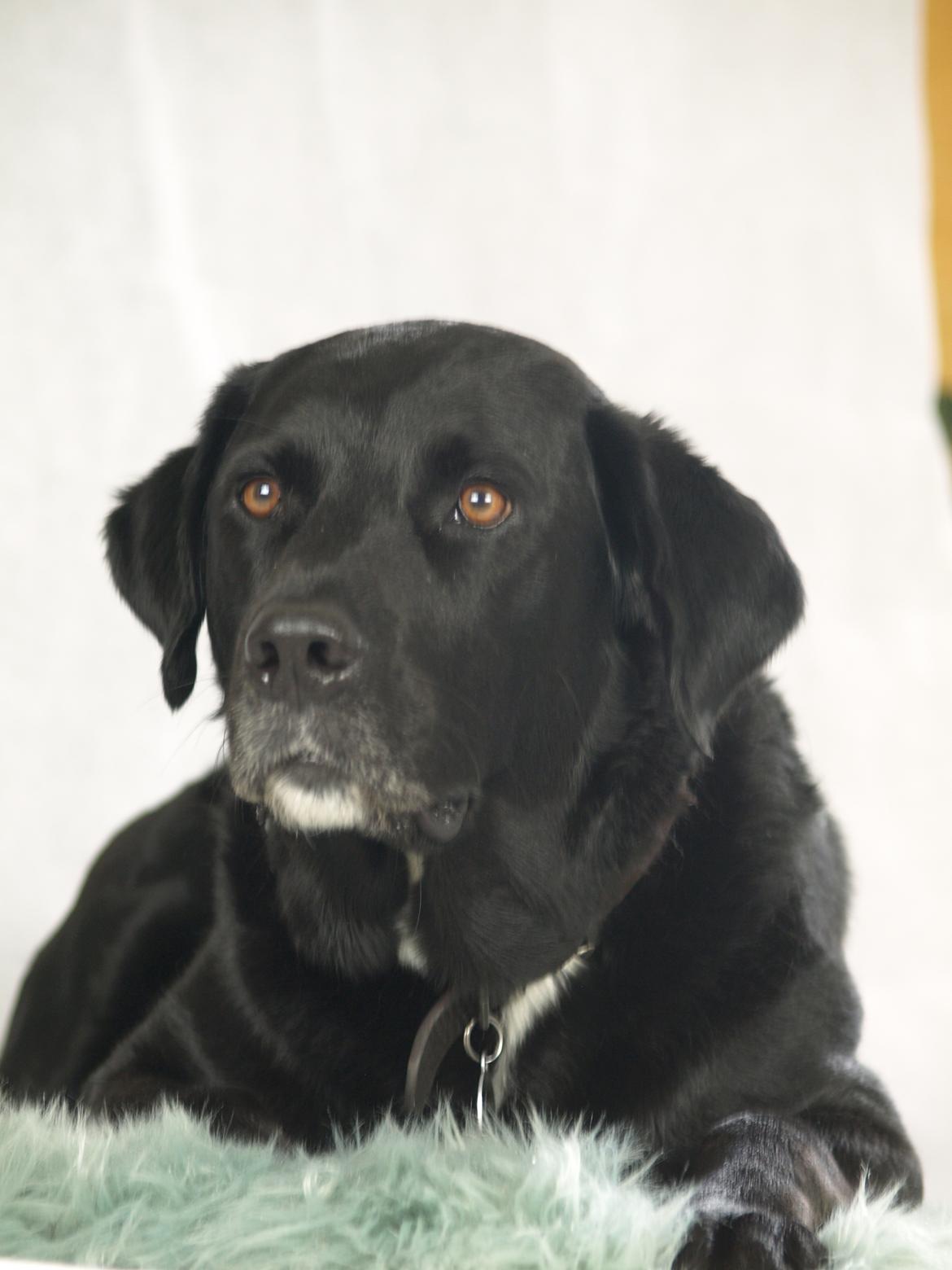 Labrador retriever Bimmer billede 15