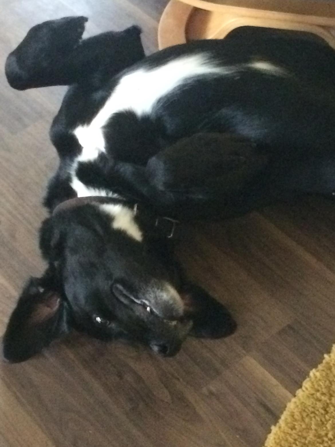 Labrador retriever Bimmer billede 13