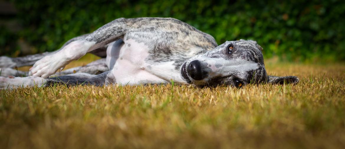 Whippet Galanta Whippets Milani aka Ayla billede 4