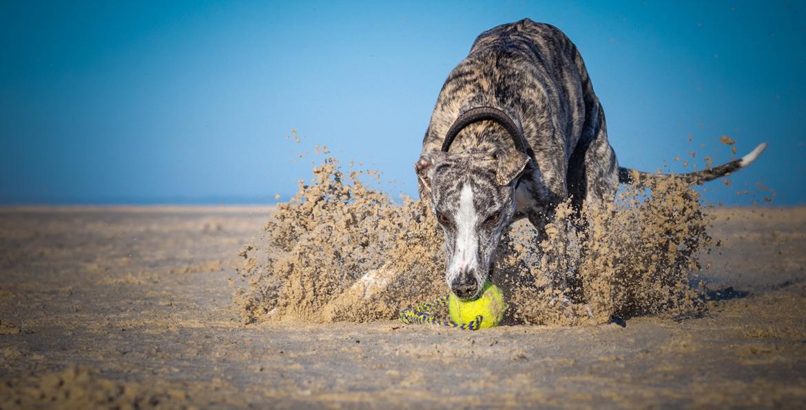 Whippet Galanta Whippets Milani aka Ayla billede 1