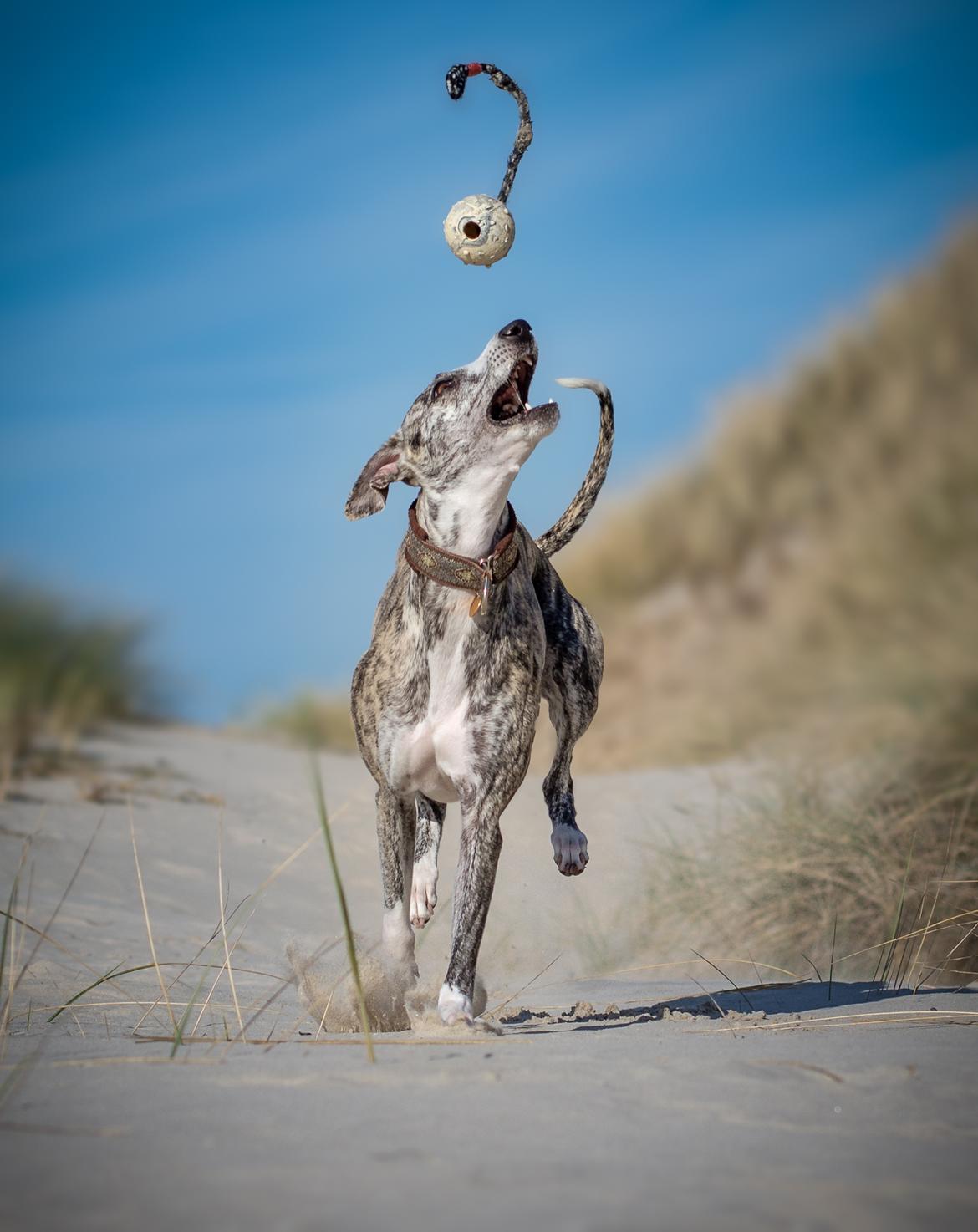 Whippet Galanta Whippets Milani aka Ayla billede 2