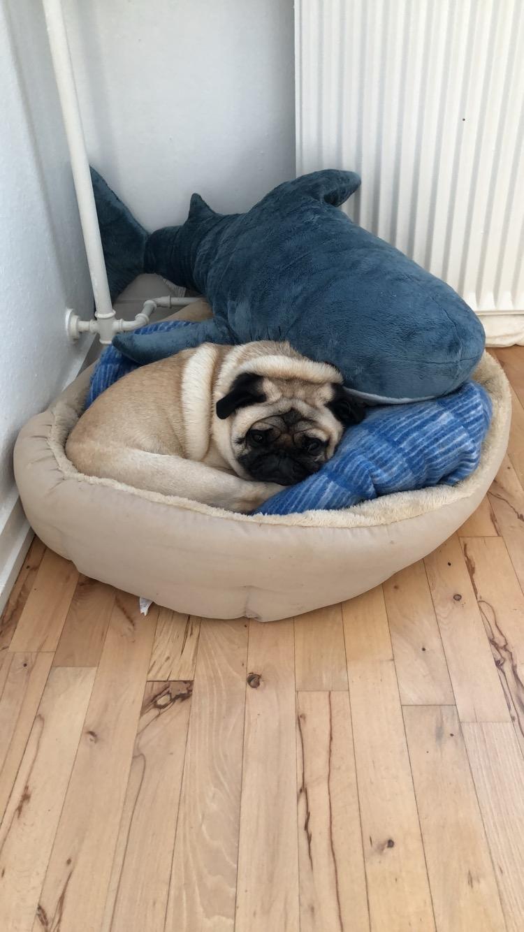 Mops Basically Jingles (Pjevs) billede 15