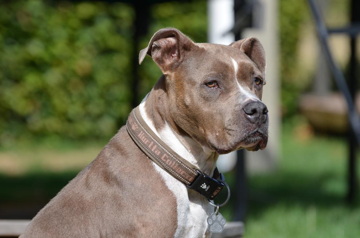 Amerikansk staffordshire terrier Zika † Aug. 2018 - Et af de sidste billeder, hvor Zika stadig er frisk. billede 24