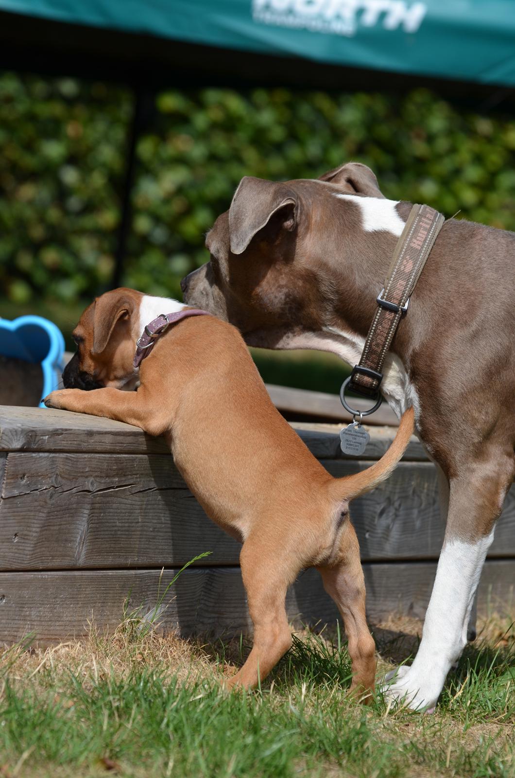 Amerikansk staffordshire terrier Zika † Aug. 2018 - Jeg havde ønsket at disse to havde fået mere tid sammen.  billede 25