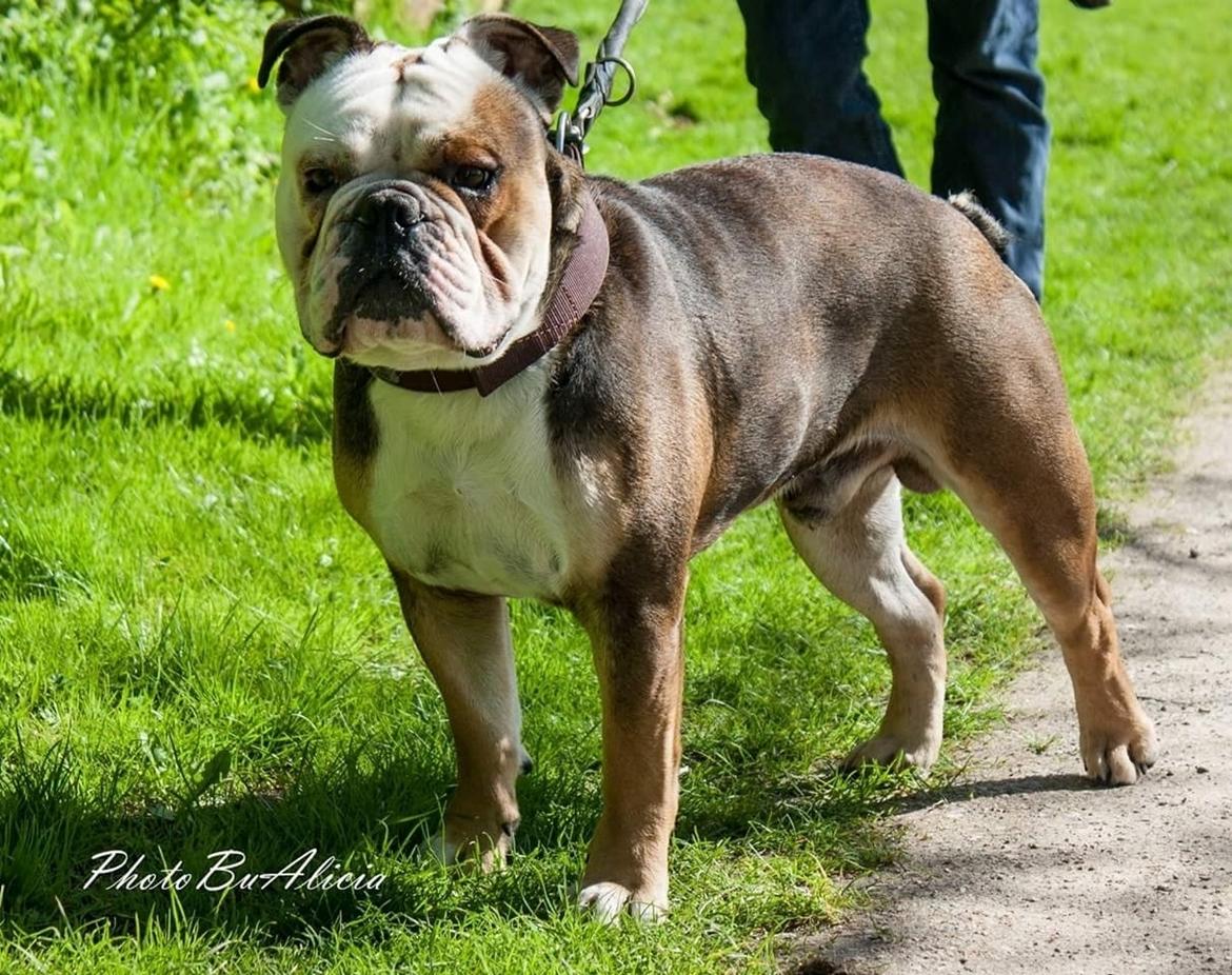 Olde english bulldogge Infinity's Bulldog of DK Juice billede 3