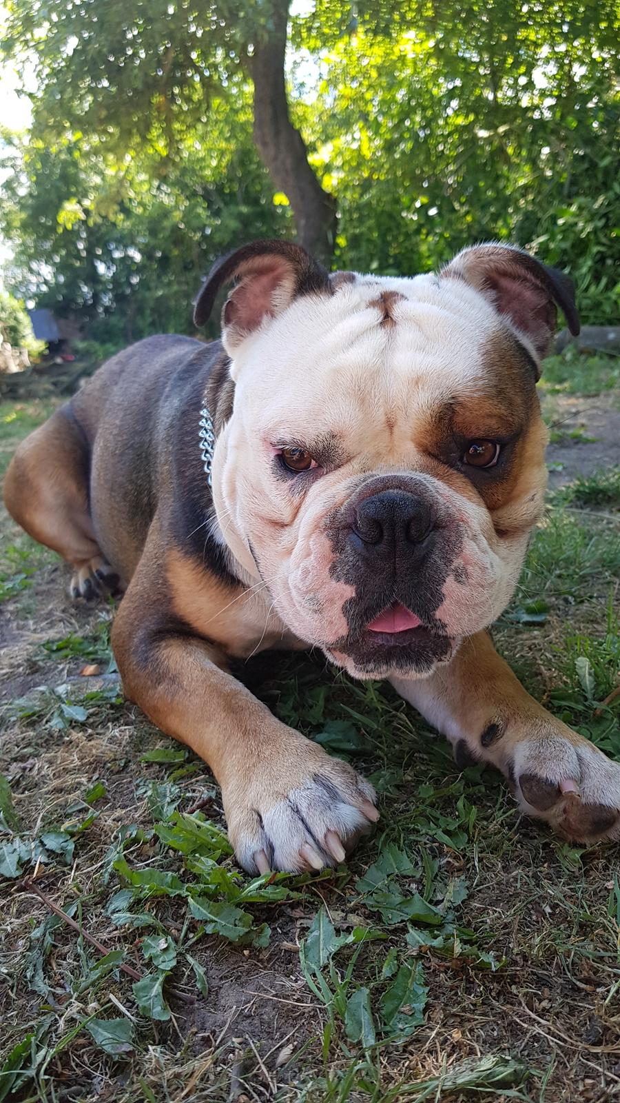 Olde english bulldogge Infinity's Bulldog of DK Juice billede 7