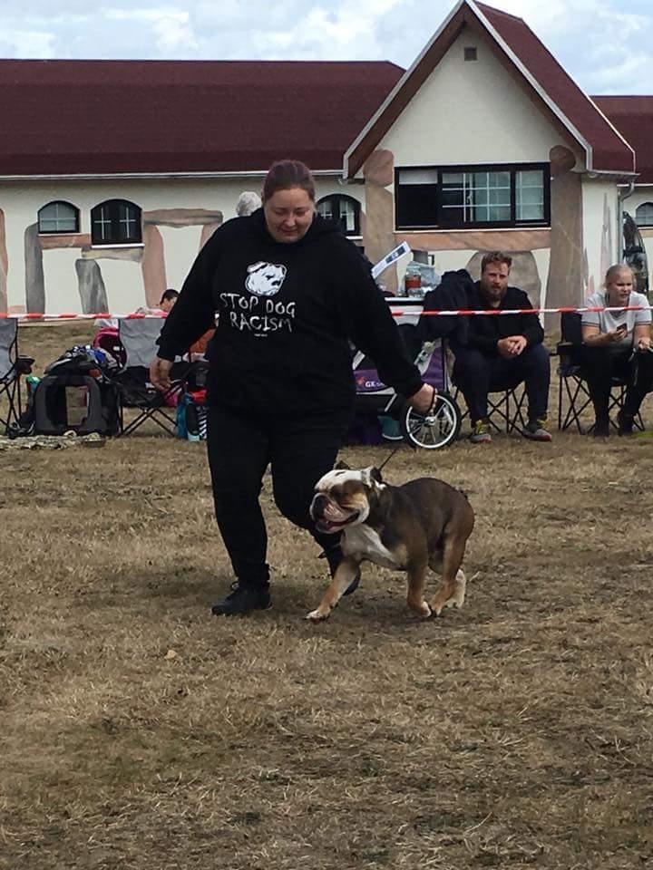 Olde english bulldogge Infinity's Bulldog of DK Juice billede 9