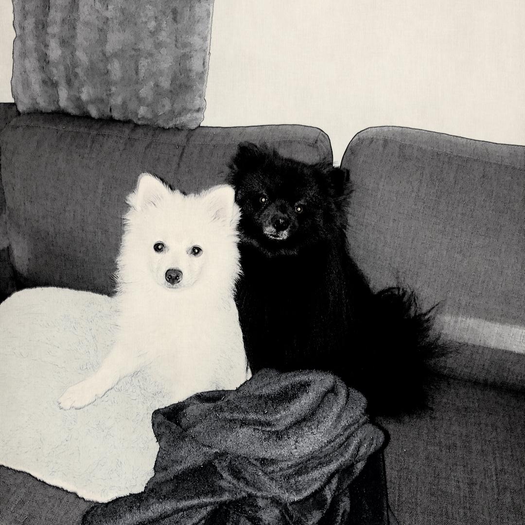 Kleinspitz Lille My billede 34