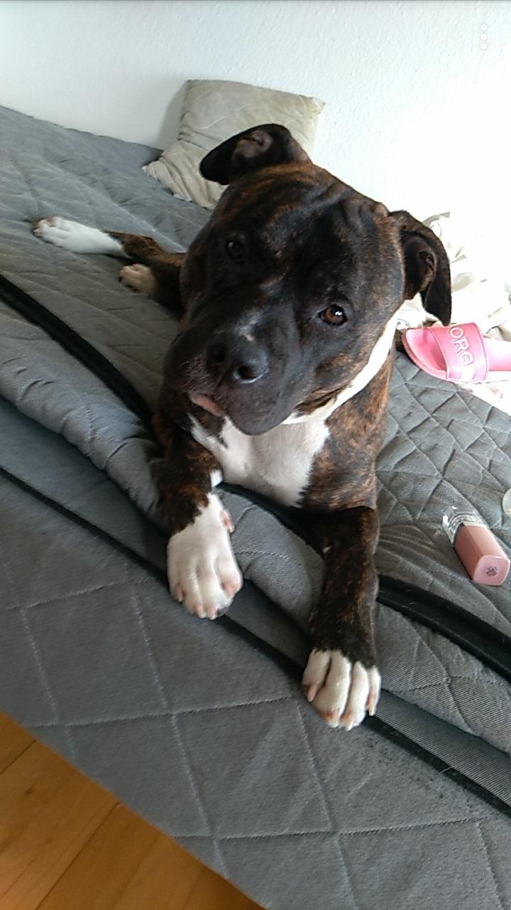 Staffordshire bull terrier Anton billede 2