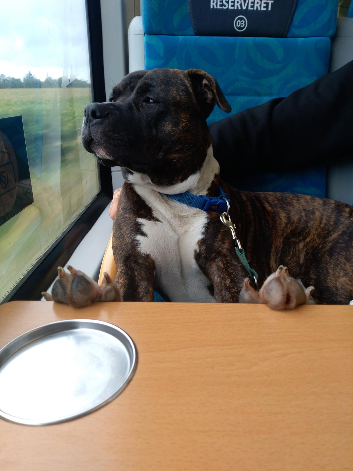 Staffordshire bull terrier Anton billede 4