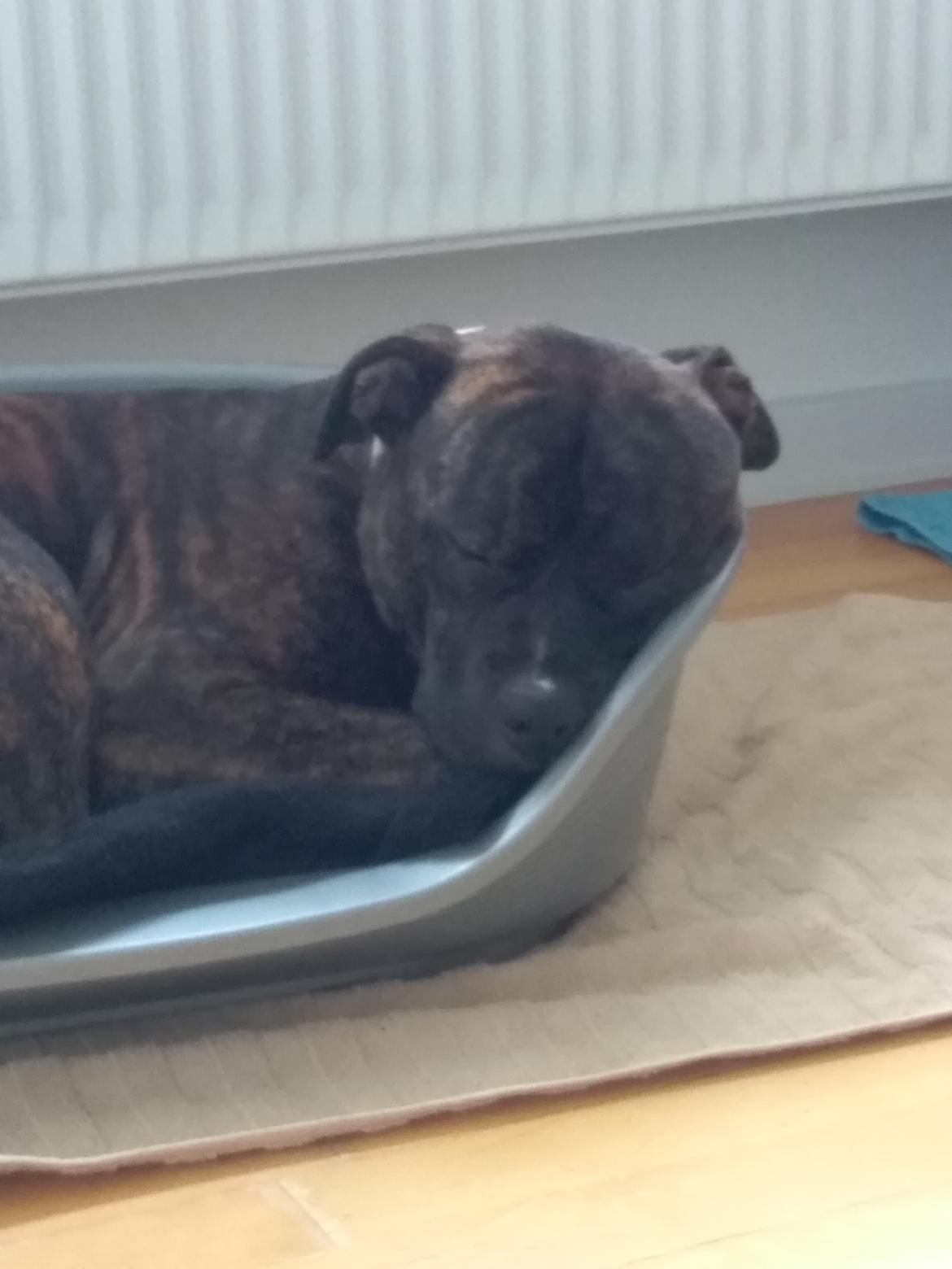 Staffordshire bull terrier Anton billede 5