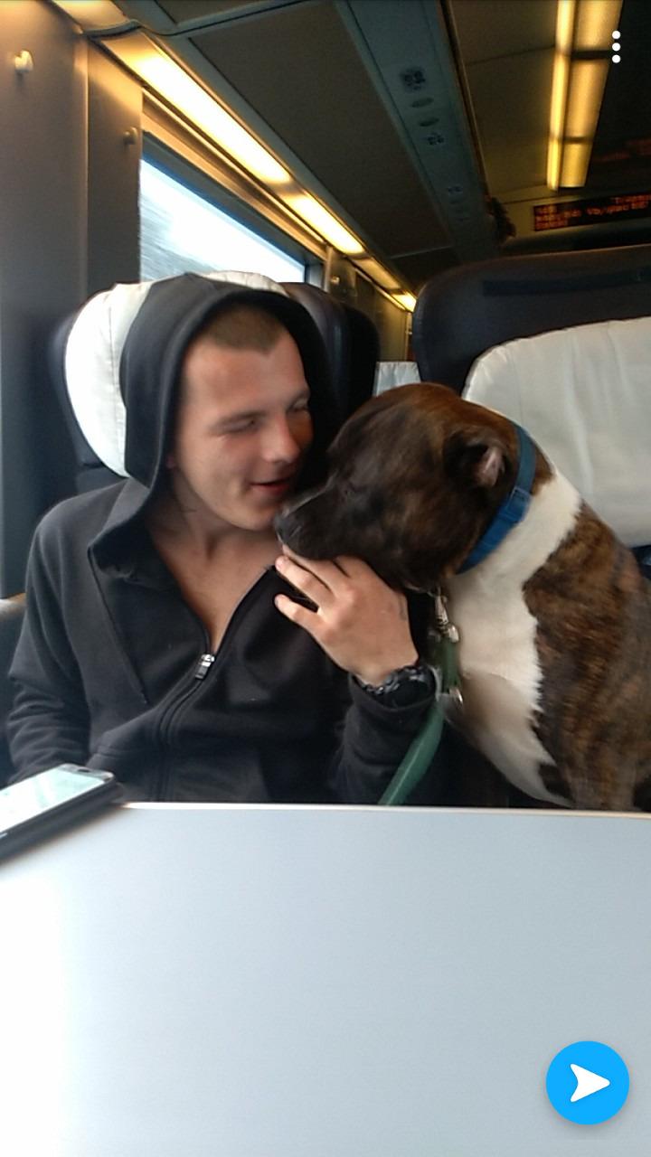 Staffordshire bull terrier Anton billede 3