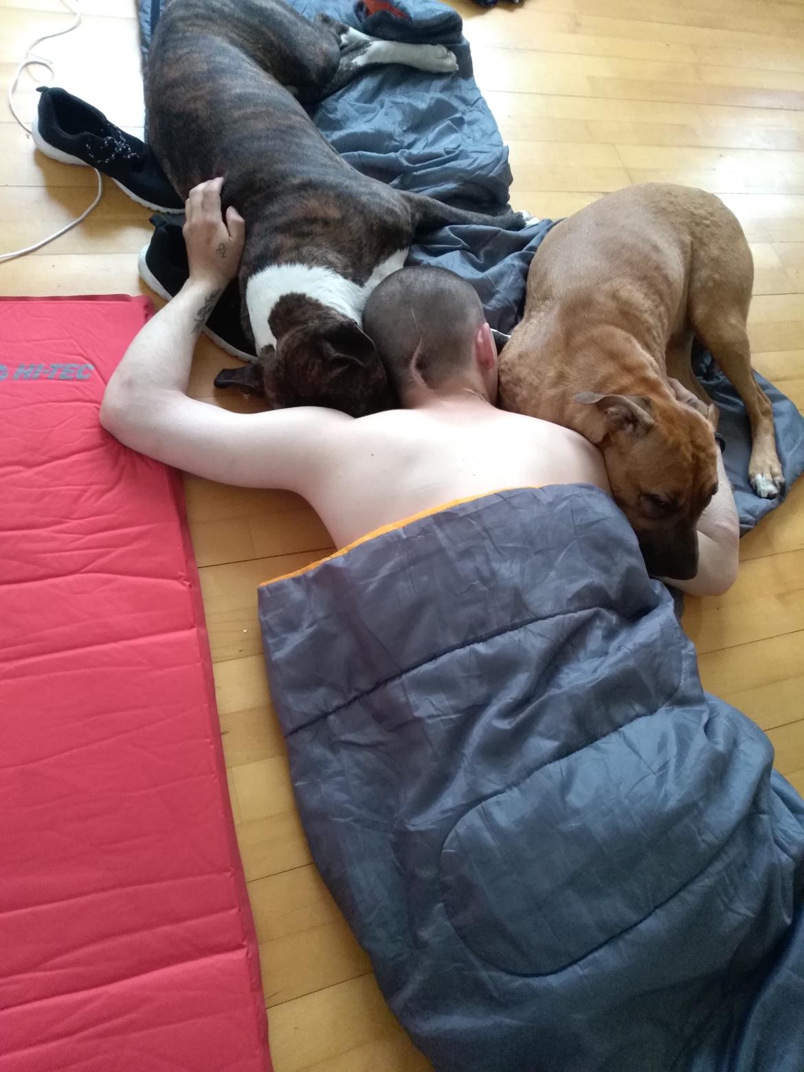 Staffordshire bull terrier Anton billede 6