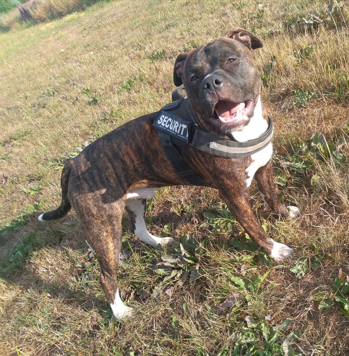 Staffordshire bull terrier Anton billede 8