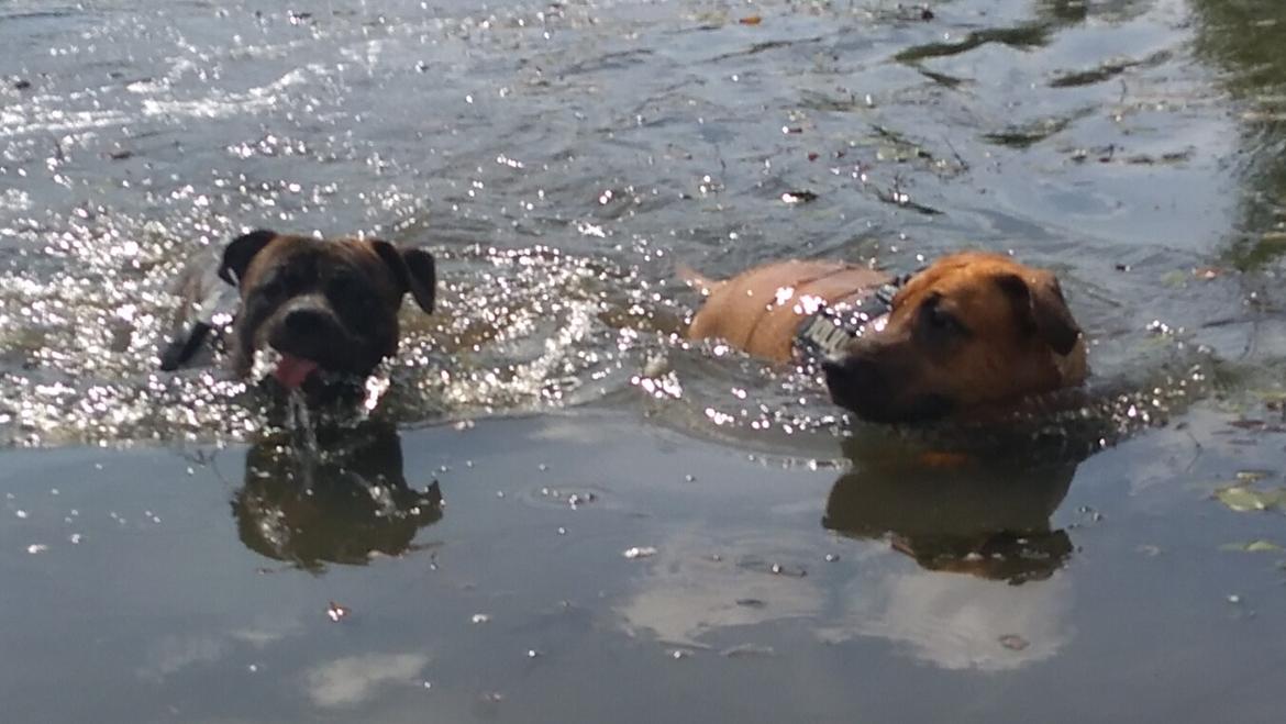 Staffordshire bull terrier Anton billede 9